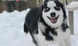 娱乐圈哈士奇爆料事件,揭秘明星隐私背后的真相